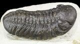Austerops Trilobite With Nice Eyes - Cyber Monday Deal! #56658-2